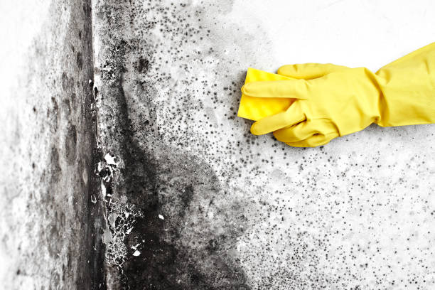 Forensic Mold Investigation in Norton, VA