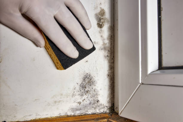 Best HVAC Mold Inspection and Cleaning  in Norton, VA