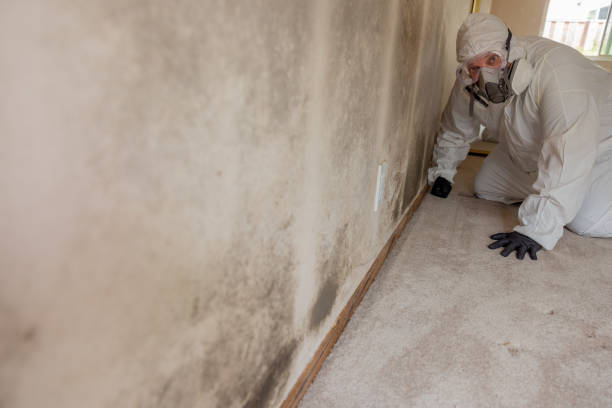 Best Water Damage & Mold Remediation  in Norton, VA